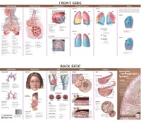 Book Cover for Anatomical Chart Company's Illustrated Pocket Anatomy: Anatomy & Disorders of The Respiratory System Study Guide by Anatomical Chart Company