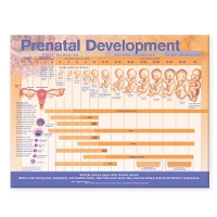 Book Cover for Prenatal Development Anatomical Chart by Anatomical Chart Company