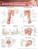 Book Cover for Joints of the Upper Extremities Anatomical Chart by Anatomical Chart Company