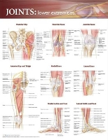 Book Cover for Joints of the Lower Extremities Anatomical Chart by Anatomical Chart Company