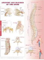 Book Cover for Anatomy and Injuries of the Spine by Anatomical Chart Company