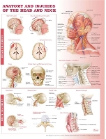 Book Cover for Anatomy and Injuries of the Head and Neck Anatomical Chart by Anatomical Chart Company