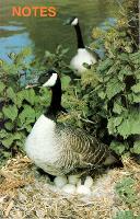 Book Cover for Note Book Canada Geese by David Hancock