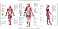 Book Cover for Trail Guide to the Body's Muscles of the Human Body Posters: Set of 3 by Andrew Biel