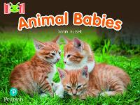 Book Cover for Bug Club Reading Corner: Age 4-7: Animal Babies by Sarah Russell