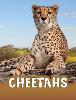 Book Cover for Cheetahs by Jaclyn Jaycox