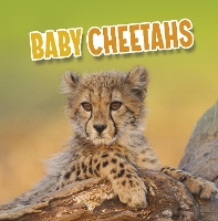 Book Cover for Baby Cheetahs by Martha E. H. Rustad