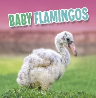 Book Cover for Baby Flamingos by Martha E. H. Rustad