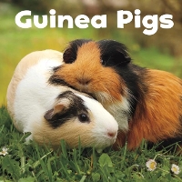 Book Cover for Guinea Pigs by Lisa J. Amstutz