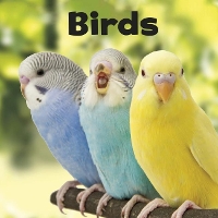 Book Cover for Birds by Lisa J. Amstutz