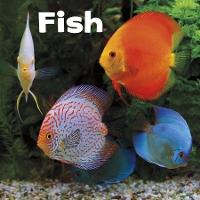 Book Cover for Fish by Lisa J. Amstutz