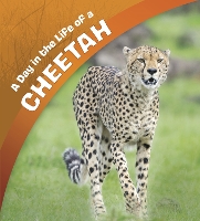 Book Cover for A Day in the Life of a Cheetah by Lisa J. Amstutz