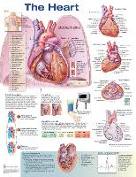 Book Cover for The Heart Anatomical Chart by Anatomical Chart Company