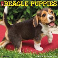 Book Cover for Just Beagle Puppies 2023 Wall Calendar by Willow Creek Press