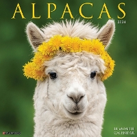 Book Cover for Alpacas 2024 12 X 12 Wall Calendar by Willow Creek Press