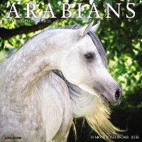 Book Cover for Arabians 2024 12 X 12 Wall Calendar by Willow Creek Press