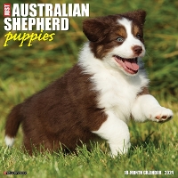 Book Cover for Just Australian Shepherd Puppies 2024 12 X 12 Wall Calendar by Willow Creek Press