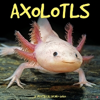 Book Cover for Axolotls 2024 12 X 12 Wall Calendar by Willow Creek Press