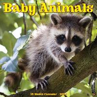 Book Cover for Baby Animals 2024 12 X 12 Wall Calendar by Willow Creek Press