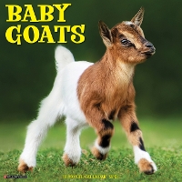 Book Cover for Baby Goats 2024 12 X 12 Wall Calendar by Willow Creek Press