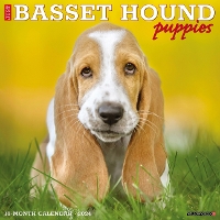 Book Cover for Just Basset Hound Puppies 2024 12 X 12 Wall Calendar by Willow Creek Press