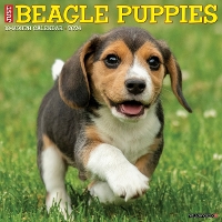 Book Cover for Just Beagle Puppies 2024 12 X 12 Wall Calendar by Willow Creek Press