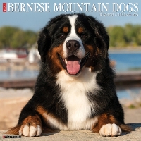 Book Cover for Just Bernese Mountain Dog 2024 12 X 12 Wall Calendar by Willow Creek Press