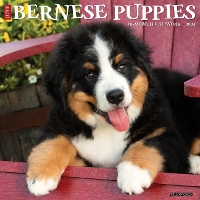 Book Cover for Just Bernese Mountain Puppies 2024 12 X 12 Wall Calendar by Willow Creek Press