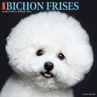 Book Cover for Just Bichons Frises 2024 12 X 12 Wall Calendar by Willow Creek Press