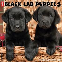 Book Cover for Just Black Lab Puppies 2024 12 X 12 Wall Calendar by Willow Creek Press
