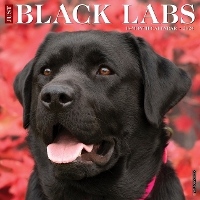 Book Cover for Just Black Labs 2024 12 X 12 Wall Calendar by Willow Creek Press
