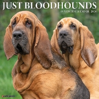 Book Cover for Just Bloodhounds 2024 12 X 12 Wall Calendar by Willow Creek Press