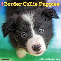 Book Cover for Just Border Collie Puppies 2024 12 X 12 Wall Calendar by Willow Creek Press