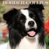 Book Cover for Just Border Collies 2024 12 X 12 Wall Calendar by Willow Creek Press