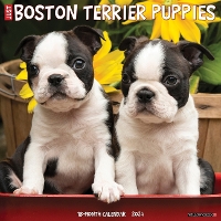 Book Cover for Just Boston Terrier Puppies 2024 12 X 12 Wall Calendar by Willow Creek Press