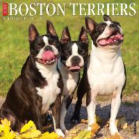 Book Cover for Just Boston Terriers 2024 12 X 12 Wall Calendar by Willow Creek Press