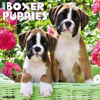 Book Cover for Just Boxer Puppies 2024 12 X 12 Wall Calendar by Willow Creek Press