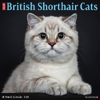 Book Cover for British Shorthair Cats 2024 12 X 12 Wall Calendar by Willow Creek Press