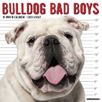 Book Cover for Bulldog Bad Boys 2024 12 X 12 Wall Calendar by Willow Creek Press