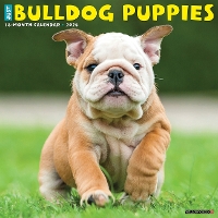 Book Cover for Just Bulldog Puppies 2024 12 X 12 Wall Calendar by Willow Creek Press
