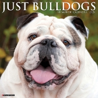 Book Cover for Just Bulldogs 2024 12 X 12 Wall Calendar by Willow Creek Press
