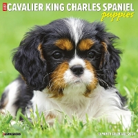 Book Cover for Just Cavalier King Charles Spaniel Puppies 2024 12 X 12 Wall Calendar by Willow Creek Press