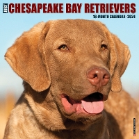 Book Cover for Just Chesapeake Bay Retrievers 2024 12 X 12 Wall Calendar by Willow Creek Press