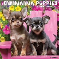 Book Cover for Just Chihuahua Puppies 2024 12 X 12 Wall Calendar by Willow Creek Press