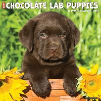 Book Cover for Just Chocolate Lab Puppies 2024 12 X 12 Wall Calendar by Willow Creek Press