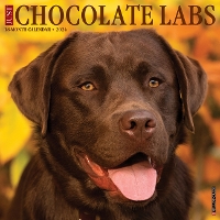 Book Cover for Just Chocolate Labs 2024 12 X 12 Wall Calendar by Willow Creek Press