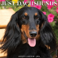 Book Cover for Just Dachshunds 2024 12 X 12 Wall Calendar by Willow Creek Press