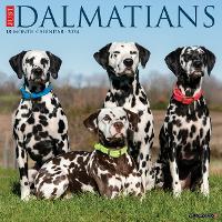 Book Cover for Just Dalmatians 2024 12 X 12 Wall Calendar by Willow Creek Press