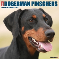 Book Cover for Just Dobermans 2024 12 X 12 Wall Calendar by Willow Creek Press