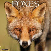Book Cover for Foxes 2024 12 X 12 Wall Calendar by Willow Creek Press